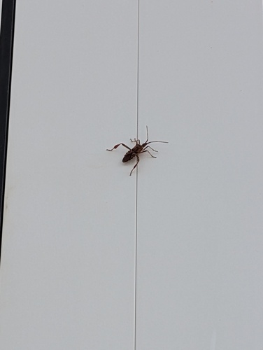 Western Conifer Seed Bug