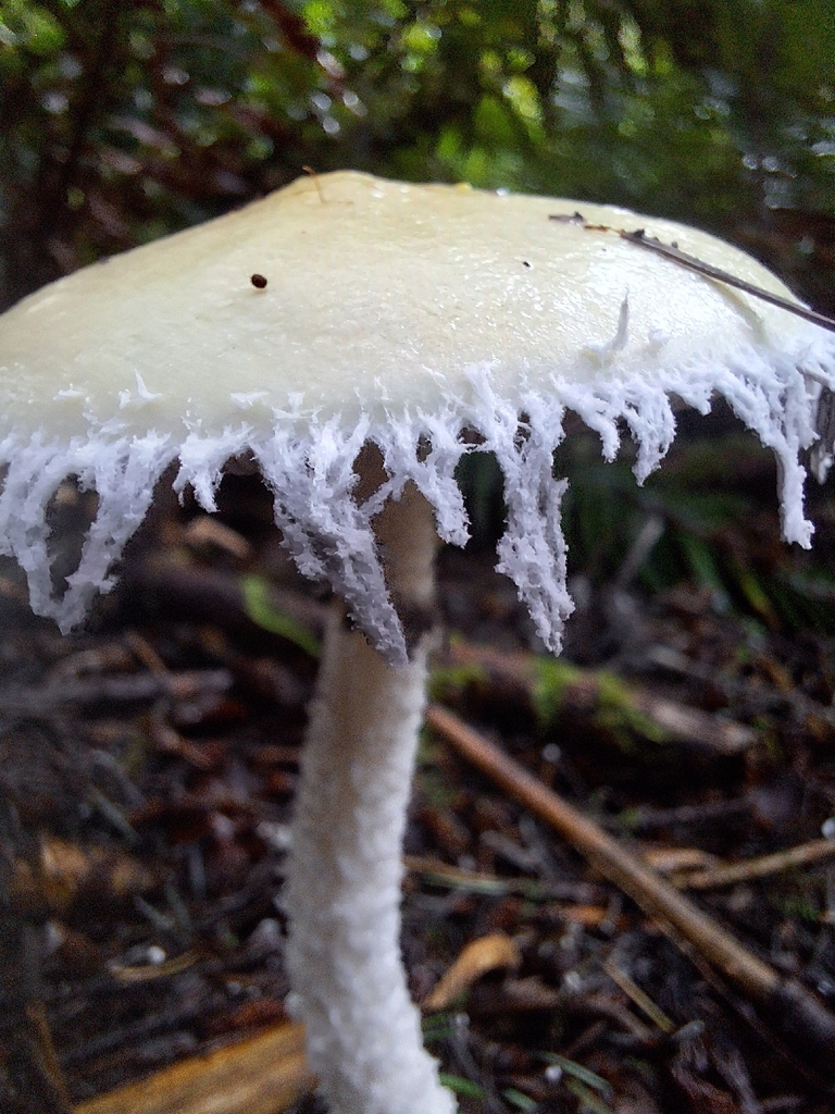 Stropharia ambigua · December 2025 · photo: © entomorgue (iNaturalist, cc0)