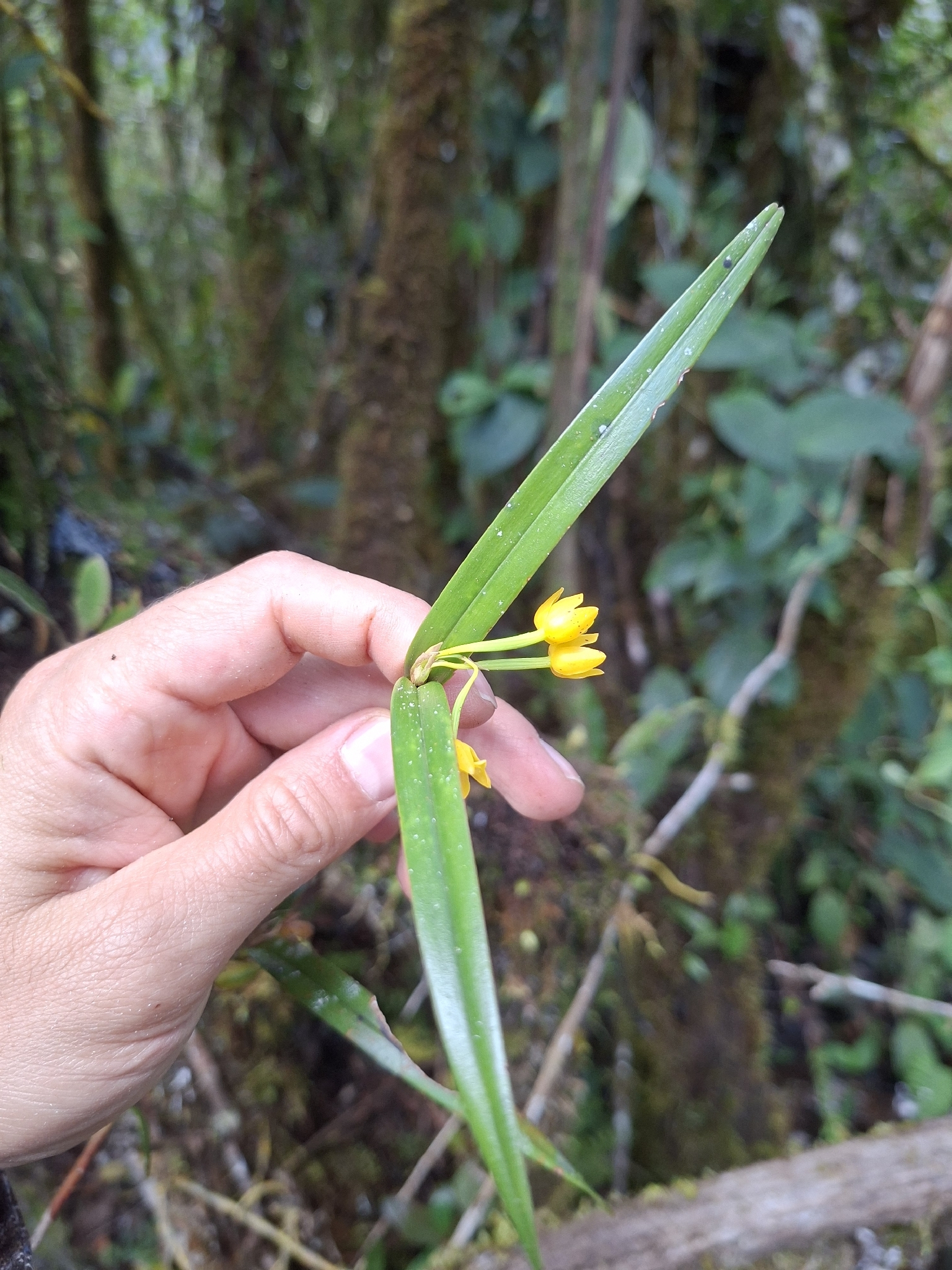Scaphyglottis aurea