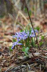 Iris rossii