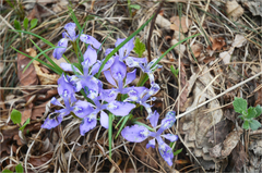 Iris rossii