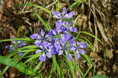 Iris rossii