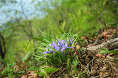 Iris rossii