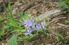 Iris rossii