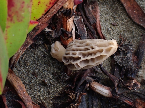 Woodchip Morel