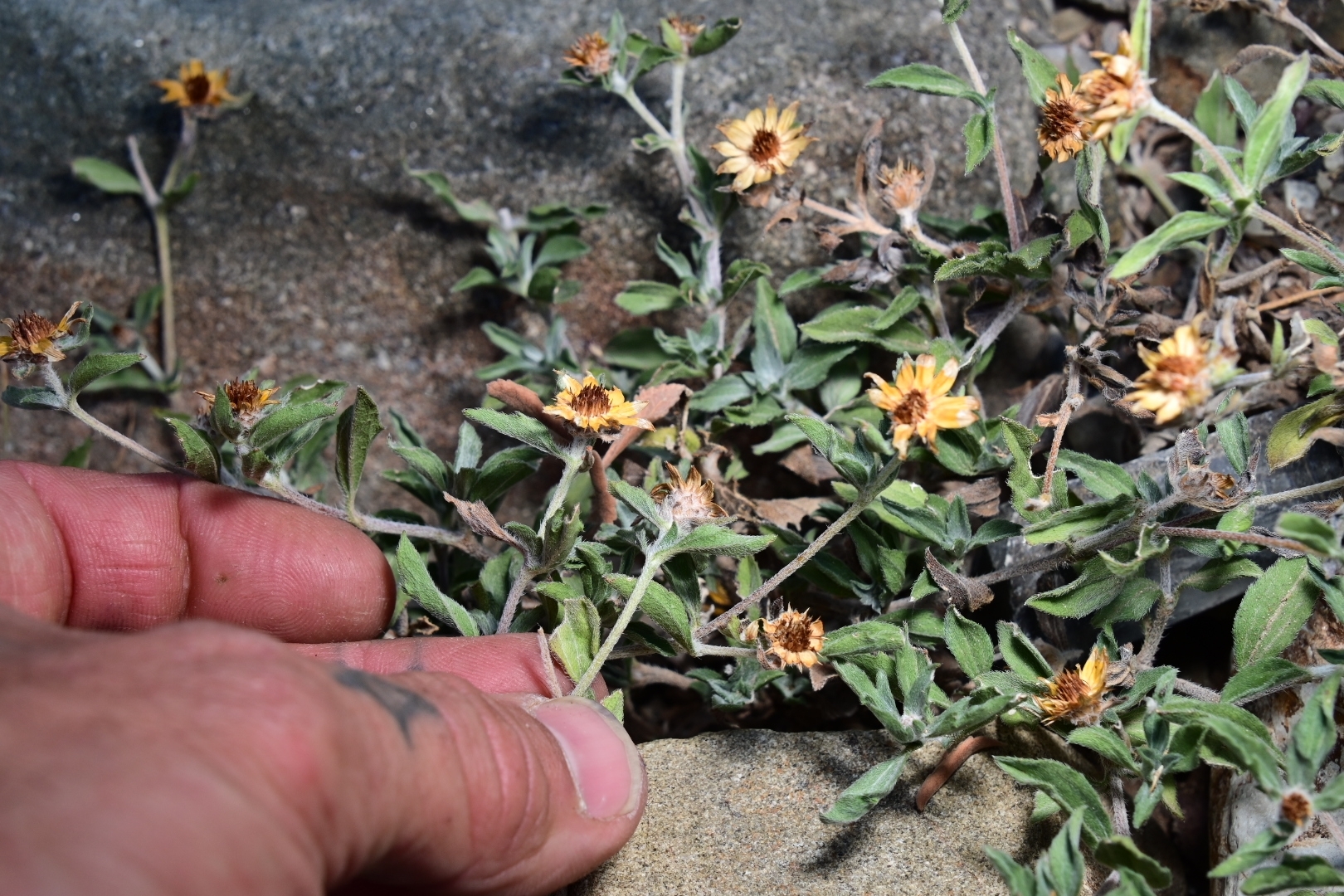 Creeping zinnia