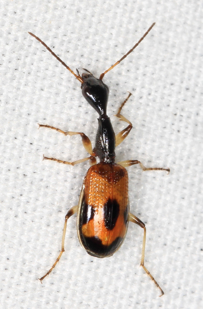 Long-necked Ground Beetle