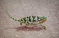 Flapneck Chameleon photo 5