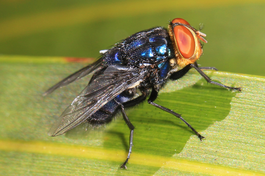 New World screw-worm fly