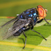New World Screw-worm Fly - Photo (c) Judy Gallagher, some rights reserved (CC BY), uploaded by Judy Gallagher