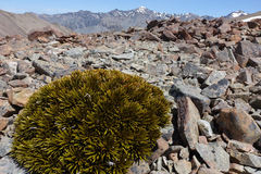 Aciphylla dobsonii