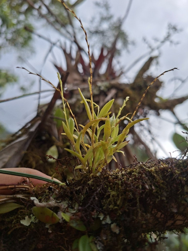 Frondaria caulescens