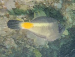 Meuschenia flavolineata