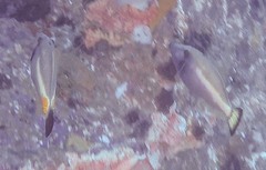 Meuschenia flavolineata