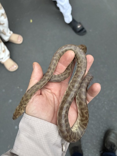 Spotted Python sighting