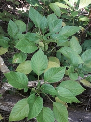 Lobelia physaloides