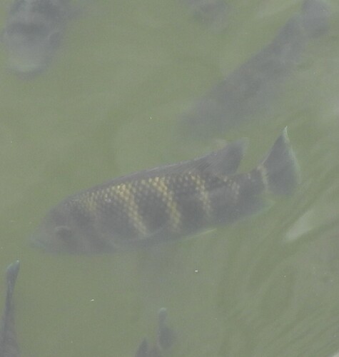 Zebra Tilapia (Heterotilapia buettikoferi)