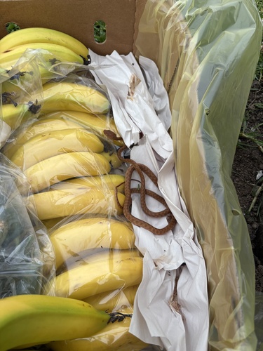 Brown Tree Snake sighting