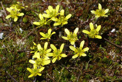 Ranunculus gracilipes