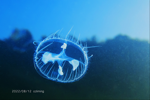 Common Freshwater Jellyfish, 中国浙江省丽水市莲都区白云山, photo 7 of 10