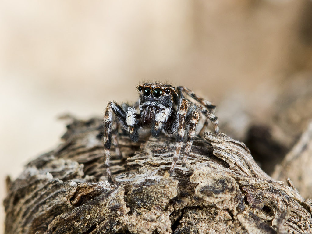 Distinguished Jumper