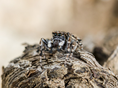 Distinguished Jumper