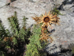 Berkheya cruciata cruciata