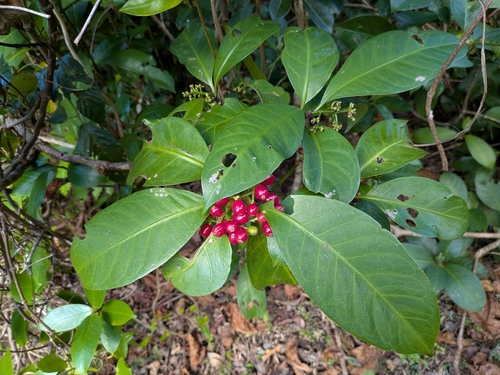 Psychotria manillensis iNat (1)