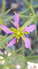 Zygophyllum indicum