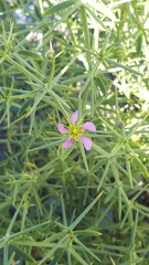 Zygophyllum indicum