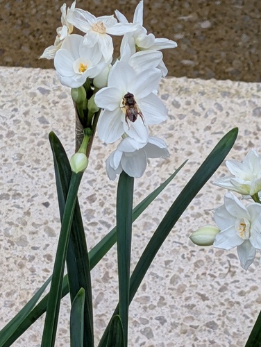 Unknown species found near Chester County, PA, USA