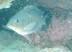 Cochleoceps orientalis