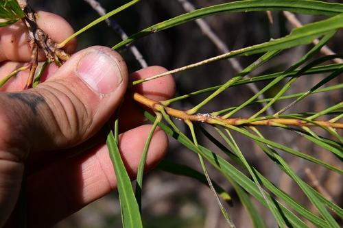 Astianthus viminalis, 2025-12-10