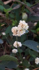 Angiospermae