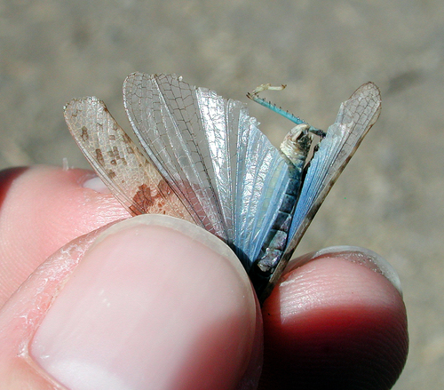 Cañadas Sand Grasshopper