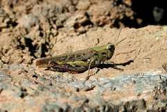 Calliptamus plebeius