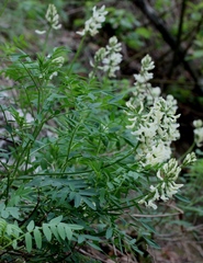 Astragalus gorczakovskii