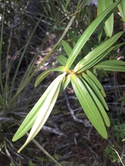 Veronica ligustrifolia