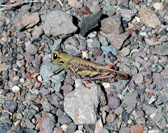 Calliptamus plebeius