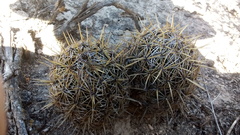 Coryphantha glanduligera