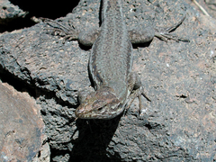 Gallotia galloti galloti