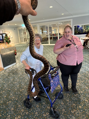 Spotted Python sighting