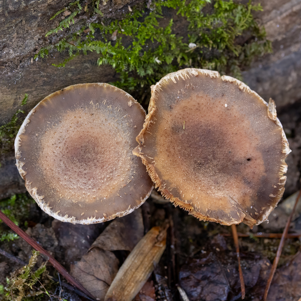 Armillaria gallica · December 2025 · photo: © kodiakgarden (iNaturalist, cc0)
