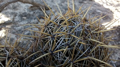 Coryphantha glanduligera