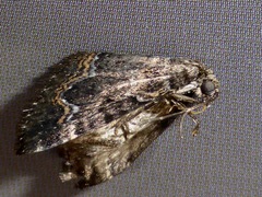 Hydriomena hemizona