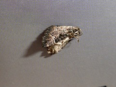 Hydriomena hemizona