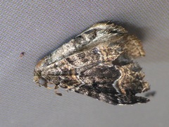 Hydriomena hemizona