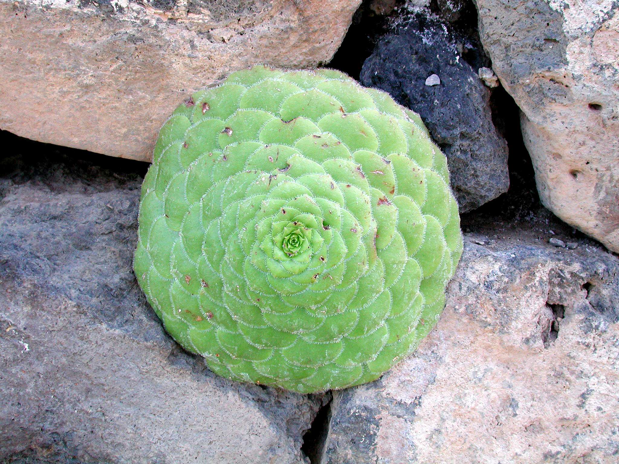 Sempervivum berthelotianum (Bolle) Christ 3