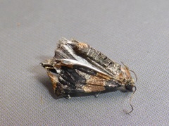 Hydriomena hemizona