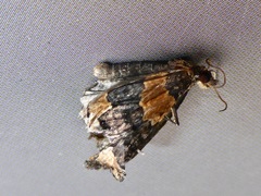 Hydriomena hemizona